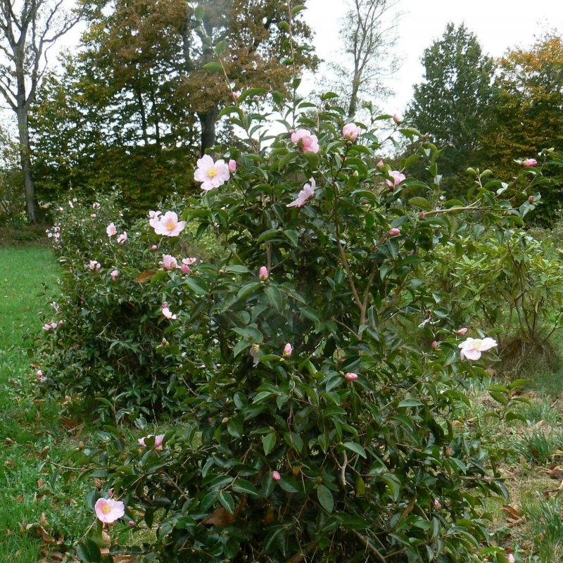 Camellia d'automne Plantation Pink