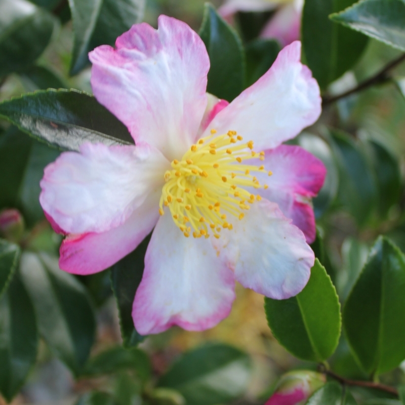 Camellia d'automne Rainbow