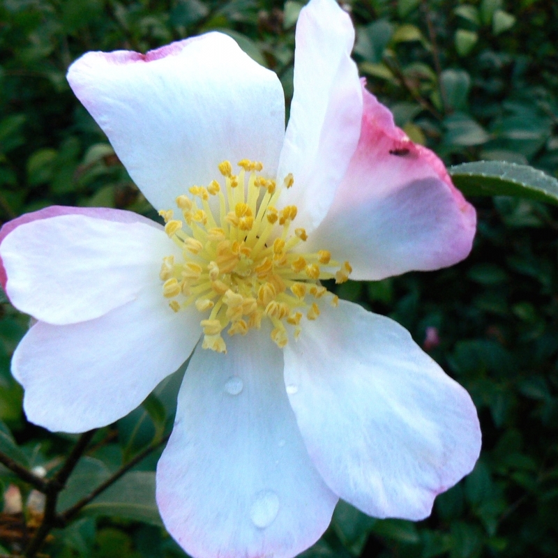 Camellia d'automne Versicolor