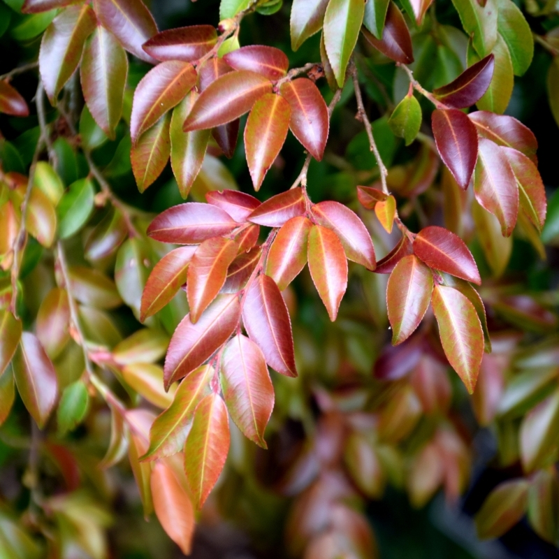 Camellia transnokoensis