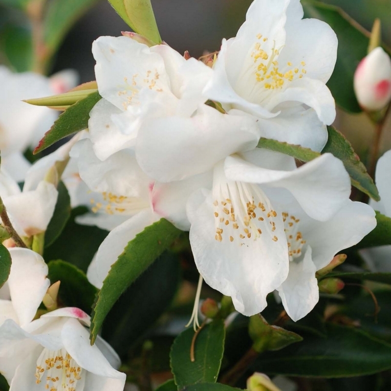 Camellia transnokoensis