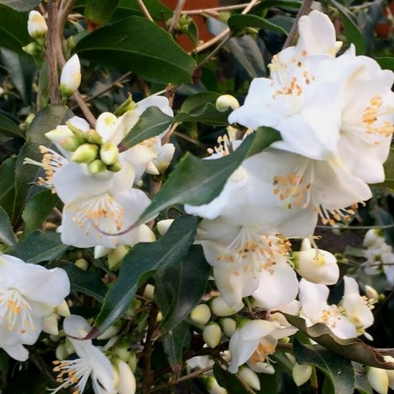 Camellia tsaii