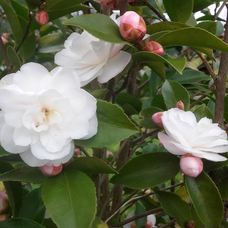 Camellia hybride Cinnamon Cindy