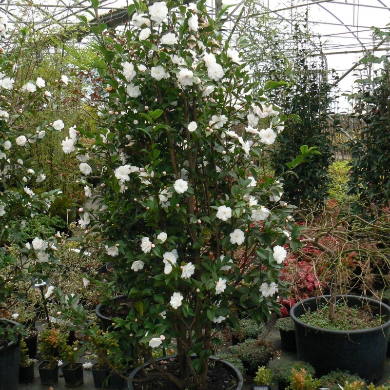 Camellia hybride Cinnamon Cindy