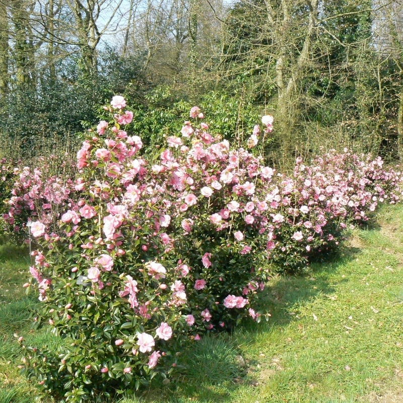 Camellia hybride Donation