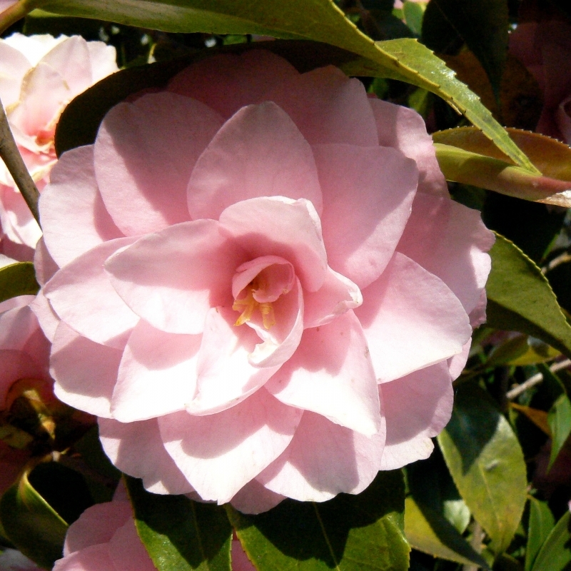 Camellia hybride Spring Festival