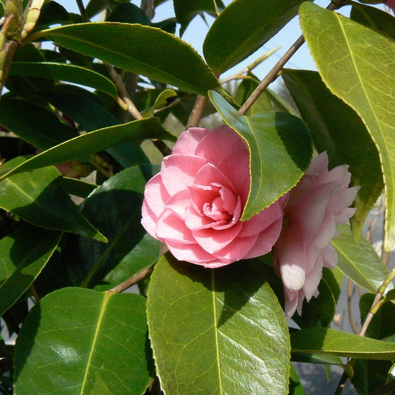 Camellia hybride Spring Festival