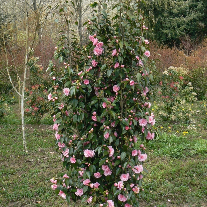 Camellia hybride Spring Festival