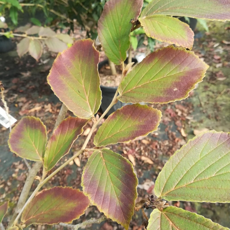 Noisetier de sorcière Diane