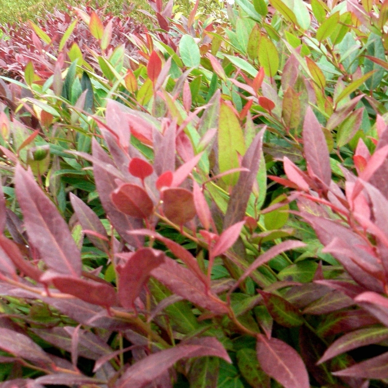 Leucothoë fontanesia Red Leaf