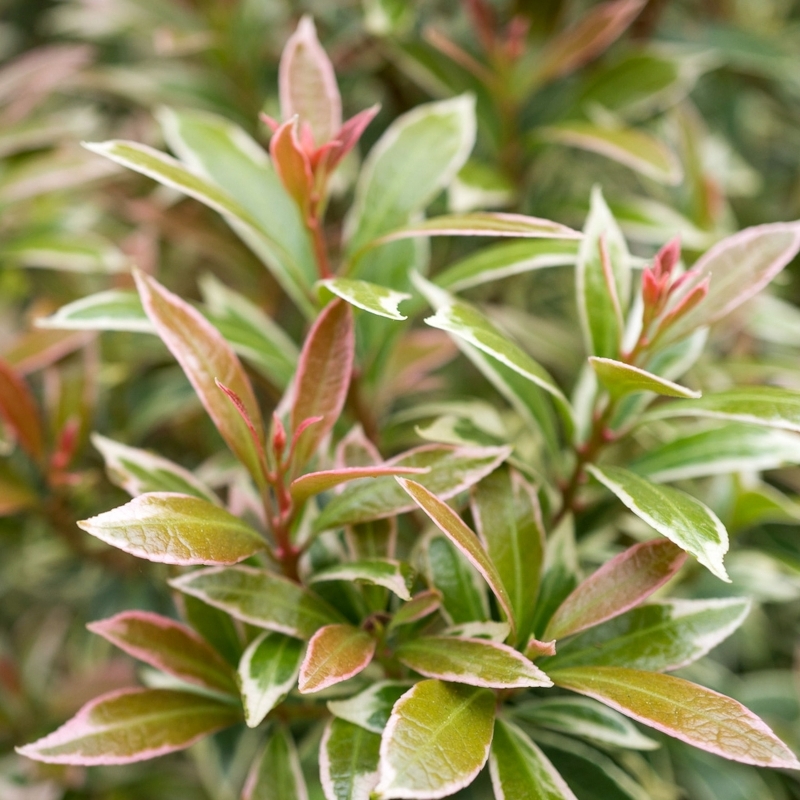 Andromède japonaise Little Heath Variegata