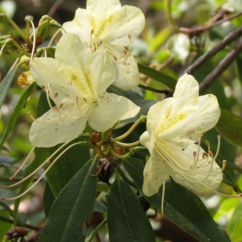 Rhododendron lutescens