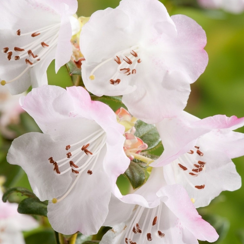 Rhododendron nain Cilpinense