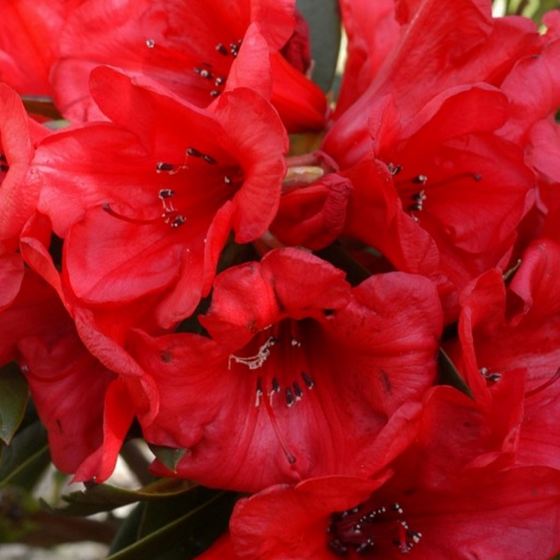 Rhododendron nain Elizabeth