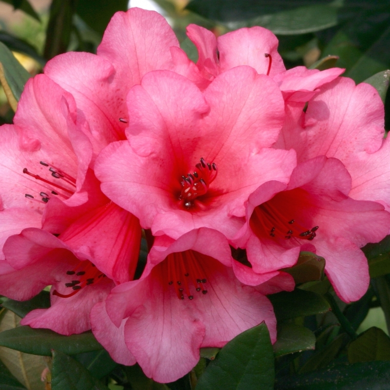 Rhododendron nain Winsome