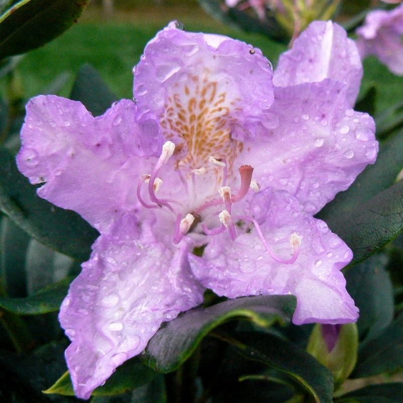 Rhododendron des parcs