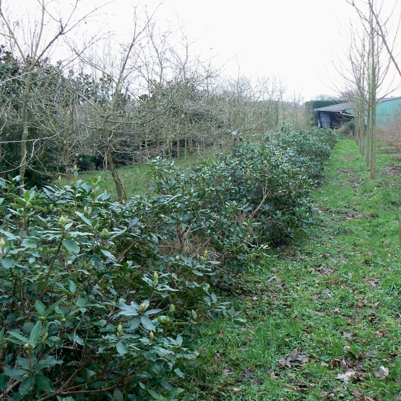 Rhododendron des parcs