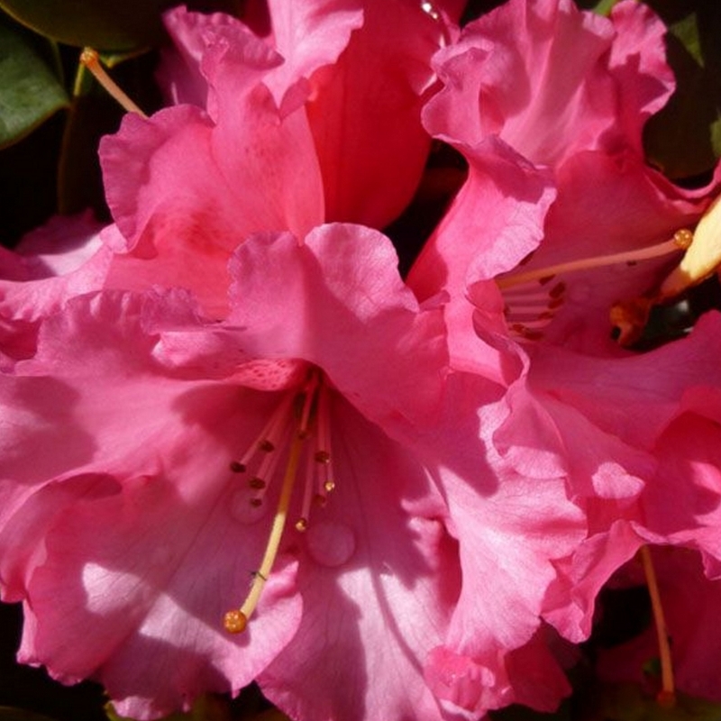 Rhododendron williamsianum Linda