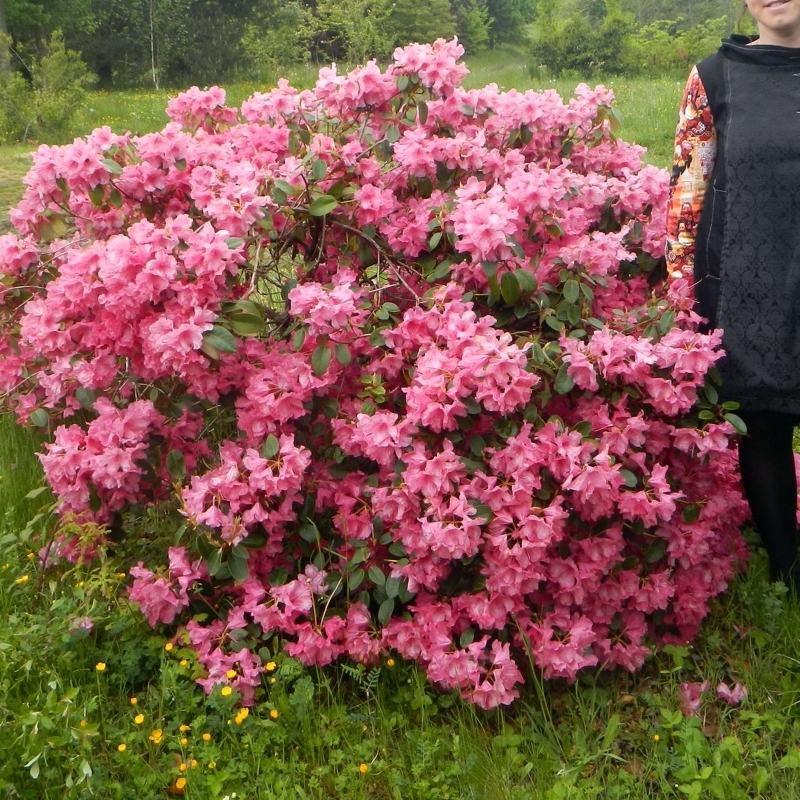 Rhododendron williamsianum Oudijk's Sensation