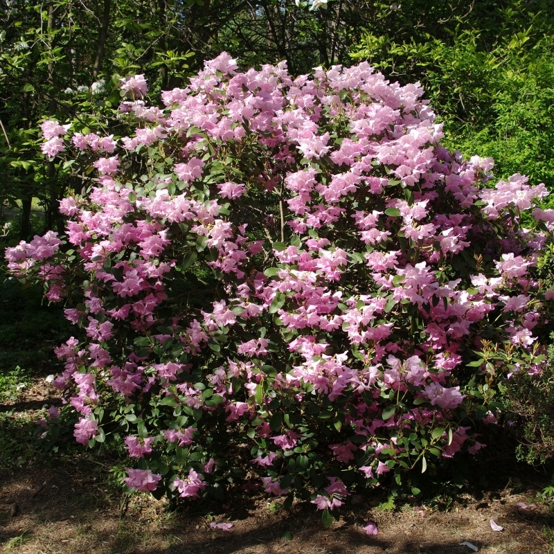 Rhododendron williamsianum