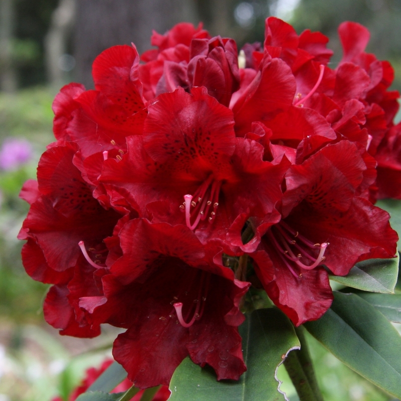 Rhododendron hybride Black Magic