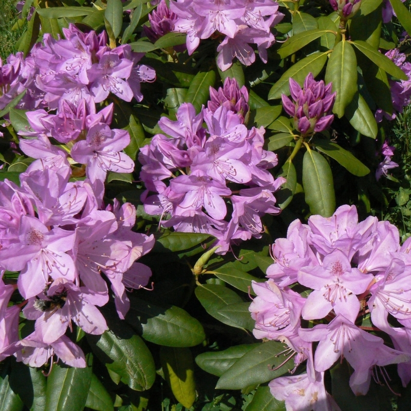 Rhododendron hybride Boursault