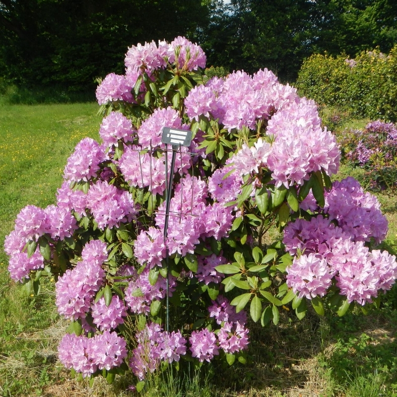 Rhododendron hybride Boursault
