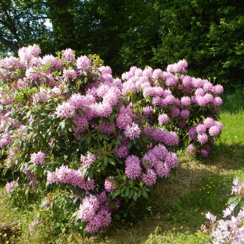 Rhododendron hybride Boursault