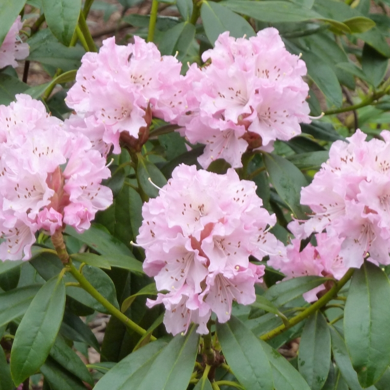 Rhododendron hybride Christmas Cheer