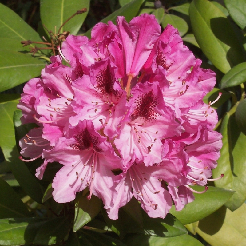 Rhododendron hybride Cosmopolitan