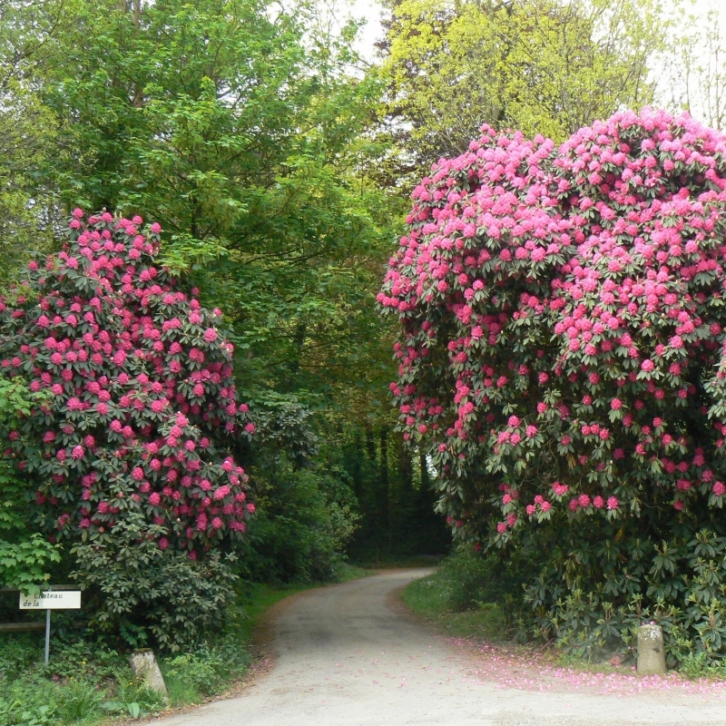 Rhododendron hybride Cynthia