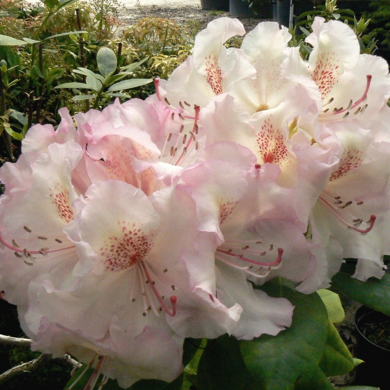 Rhododendron hybride Grandiflorum