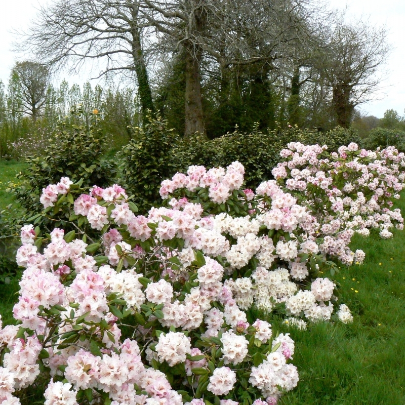 Rhododendron hybride Grandiflorum