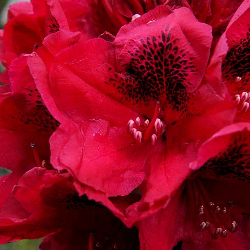 Rhododendron hybride Lord Roberts