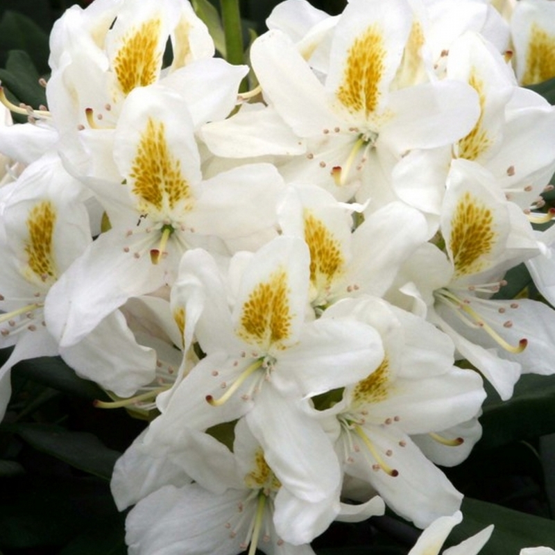 Rhododendron hybride Madame Masson