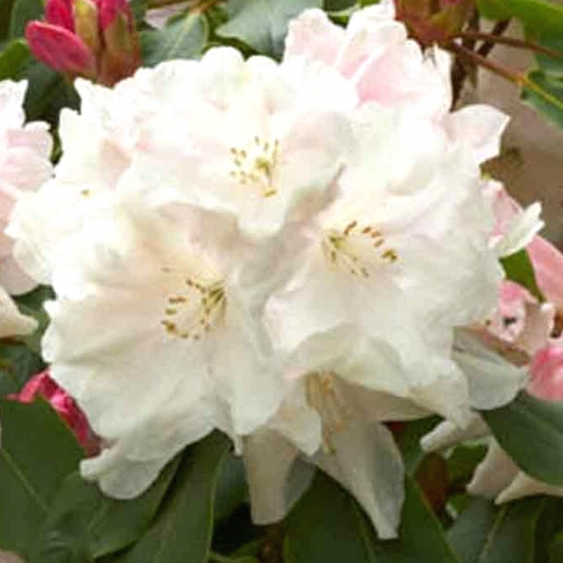 Rhododendron hybride Loderi Molly Cocker