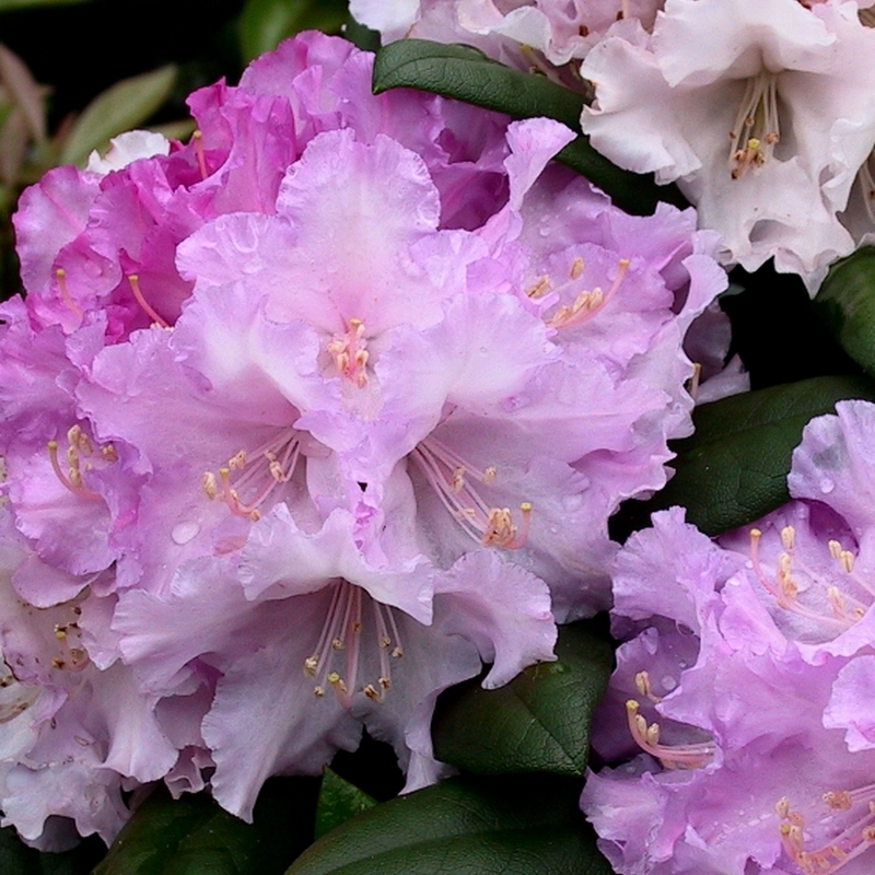 Rhododendron yakushimanum Caroline Albrook