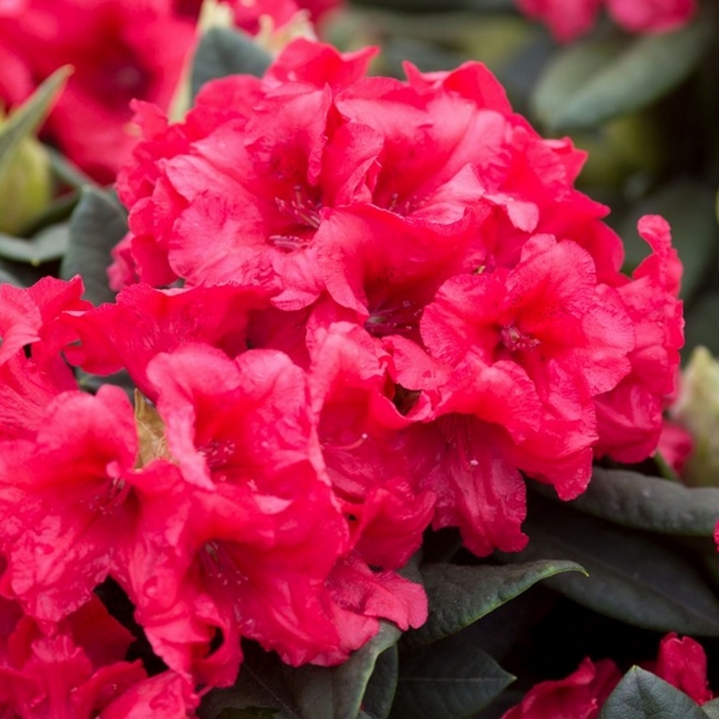 Rhododendron yakushimanum Dopey