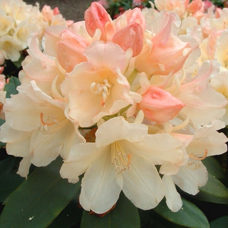 Rhododendron yakushimanum Golden Torch
