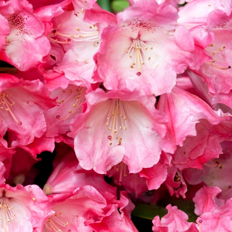 Rhododendron yakushimanum Morgenrot