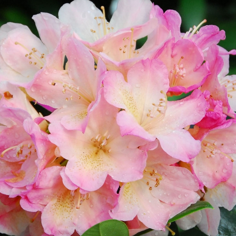 Rhododendron yakushimanum Percy Wiseman