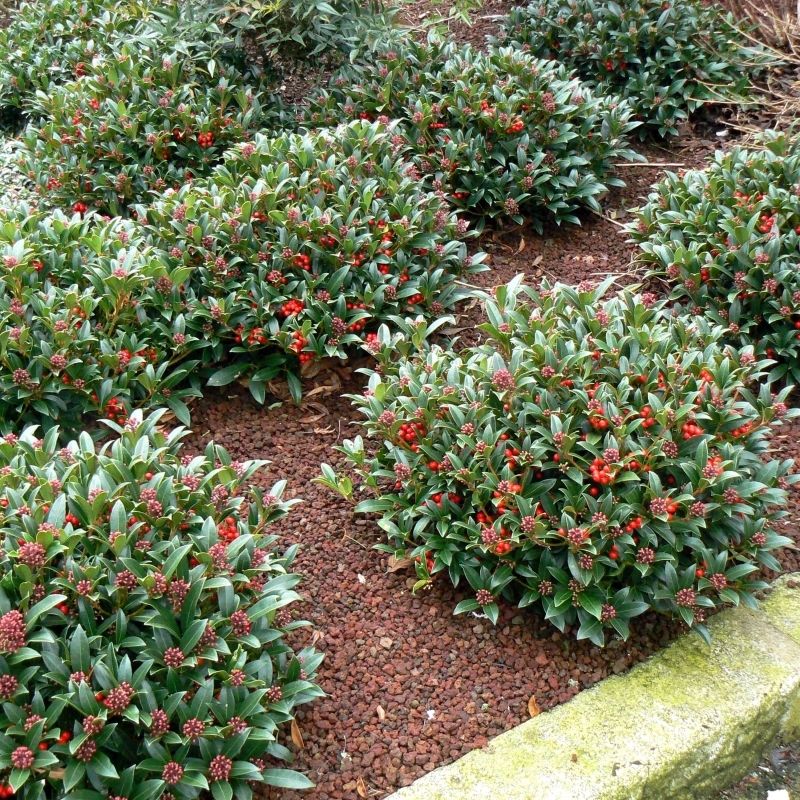 Skimmia du japon Keessen