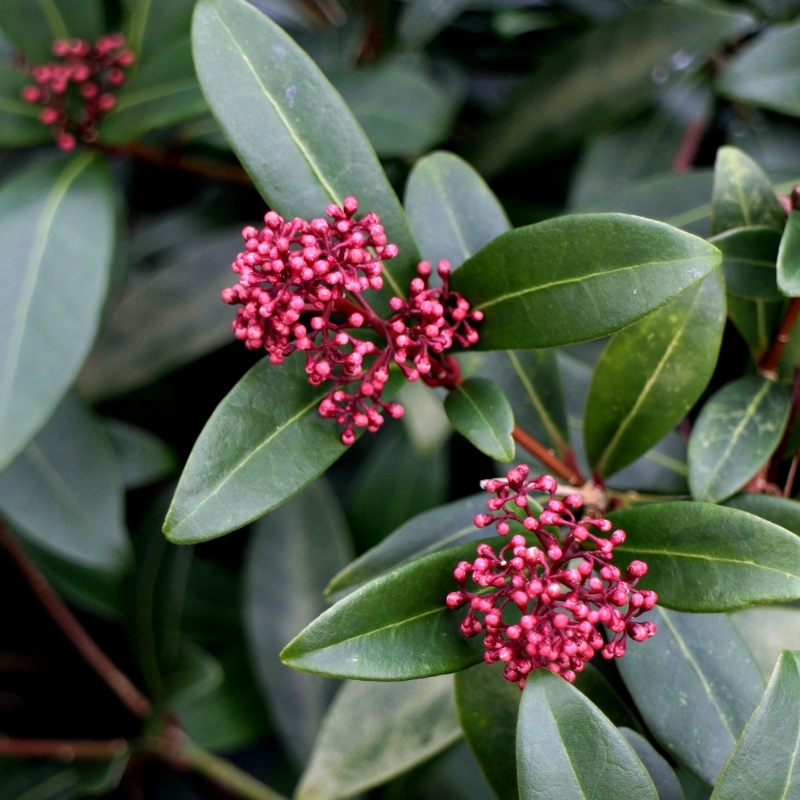 Skimmia du japon Rubella