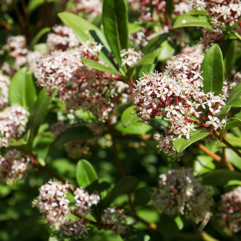 Skimmia du japon Rubella