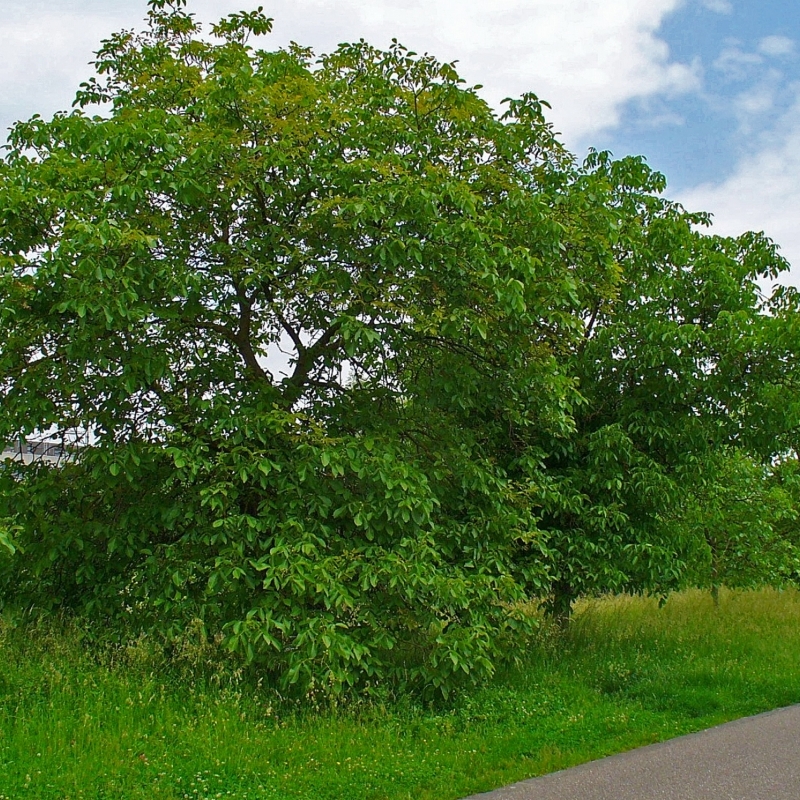 Noyer noir d'Amérique