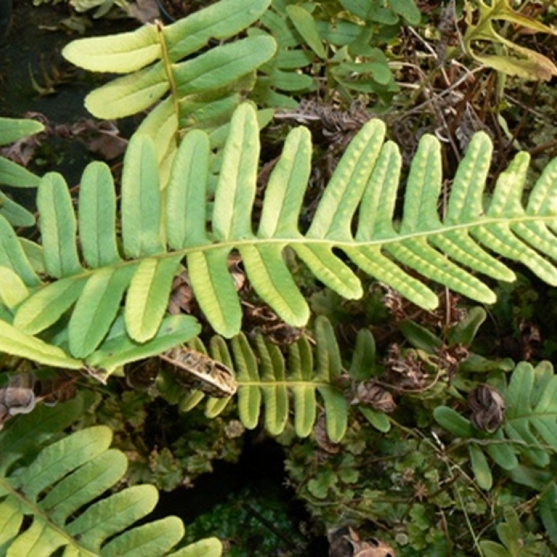 Réglisse des bois