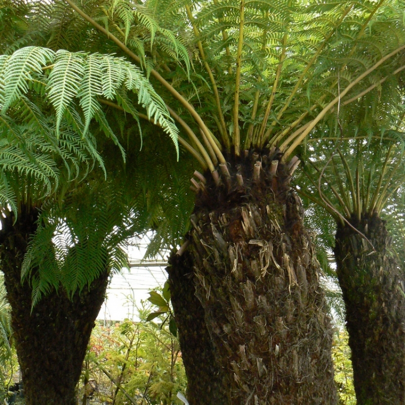 Fougère arborescente