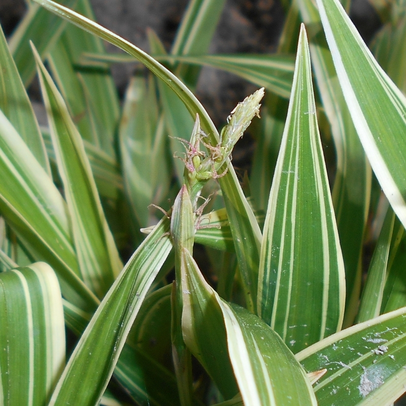 Laîche à larges feuilles Variegata