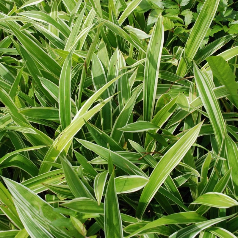 Laîche à larges feuilles Variegata