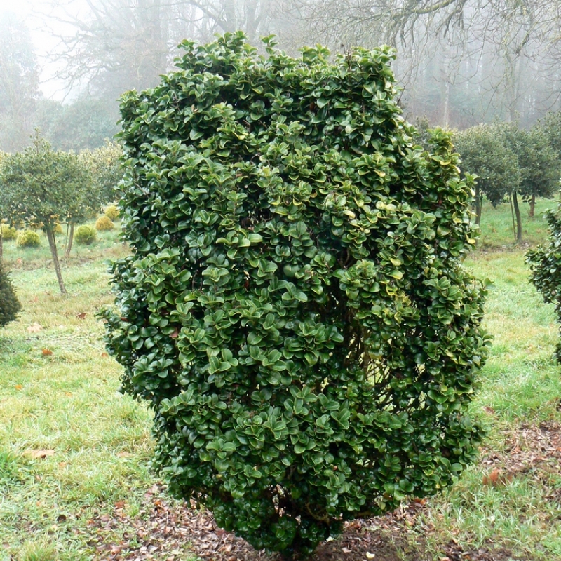 Troëne du japon Rotundifolium